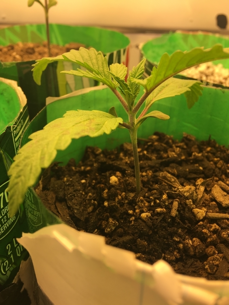 10 day old seedling with dark spotting and tips dropping! | Grasscity ...