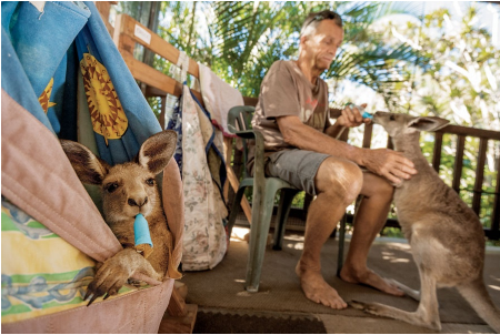 カンガルーが増えすぎて 害獣 に 賛否両論 今や生息数はオーストラリアの人口の2倍を上回る 理想国家日本の条件 自立国家日本 日本の誇りを取り戻そう 桜 咲久也