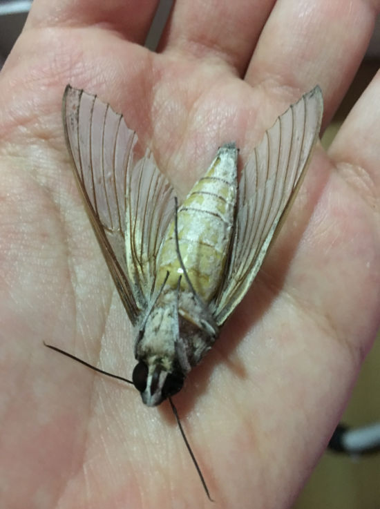 My cat caught this odd moth(my mother even nicknamed it Cricket Moth ...