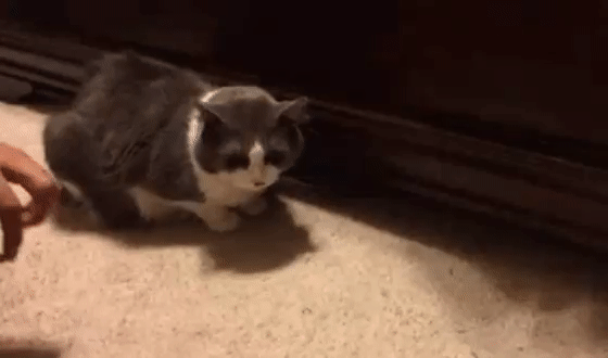 be5e48341f07163cb598a7a3090b05f4.gif