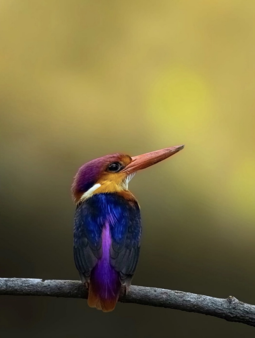 c029e74ed55aa0bbeb1867d24517b3e2.jpg