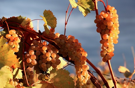 hvino news georgian wine news september 2015