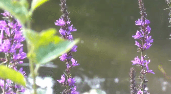c299c5399ec67d342e607365d6f476ae.gif