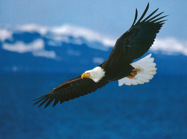 The Soaring Eagle