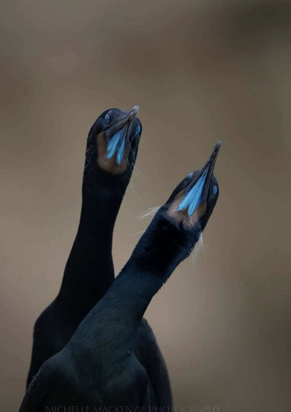c41bbdc4fd458005dde6862f6fb930e8.png