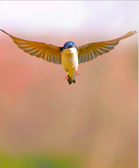 c43513b54f2da8ad3d277f507c9ba199.png