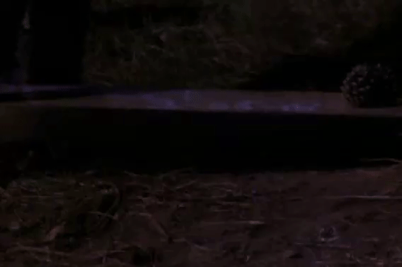 c7d6d5a66d2f35bda5cf9f177ef13668.gif