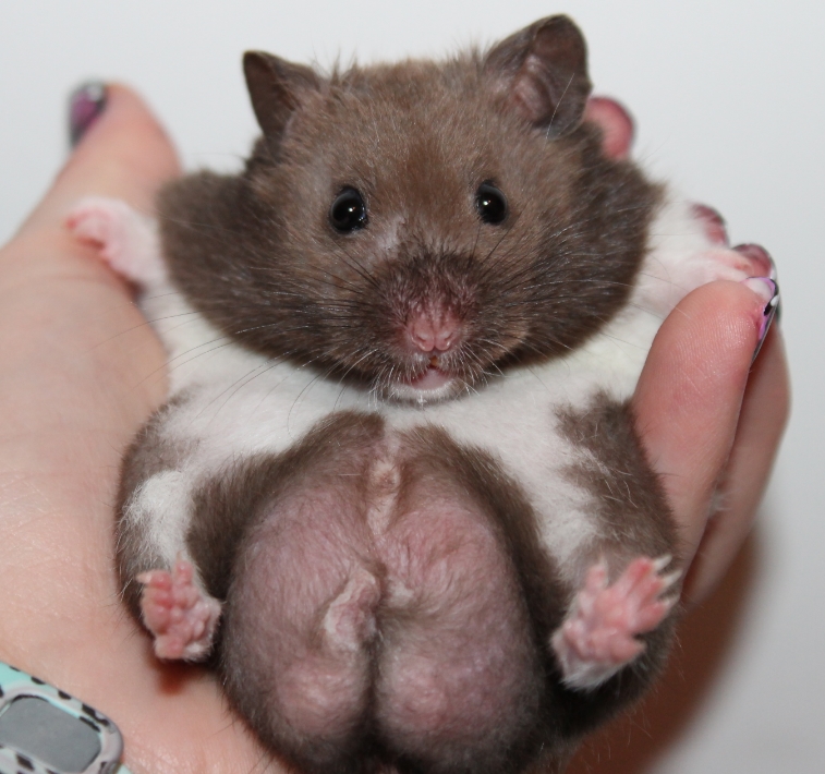 male fancy hamster