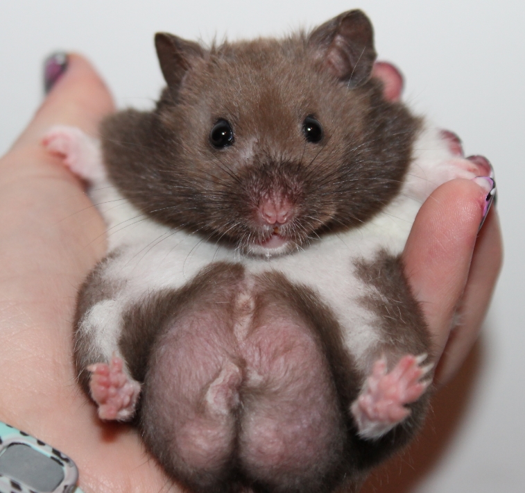 male syrian hamster