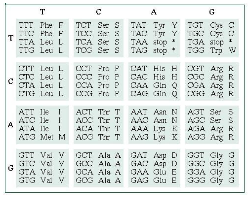 Deducing amino acid sequence from a DNA sequence - Biology ...