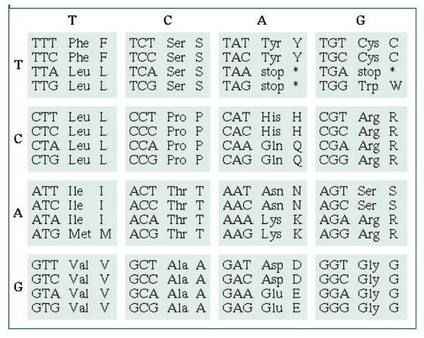 Translation Chart Dna