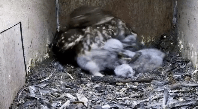 ca9bfc5372253ff9f054d9223f27d009.gif