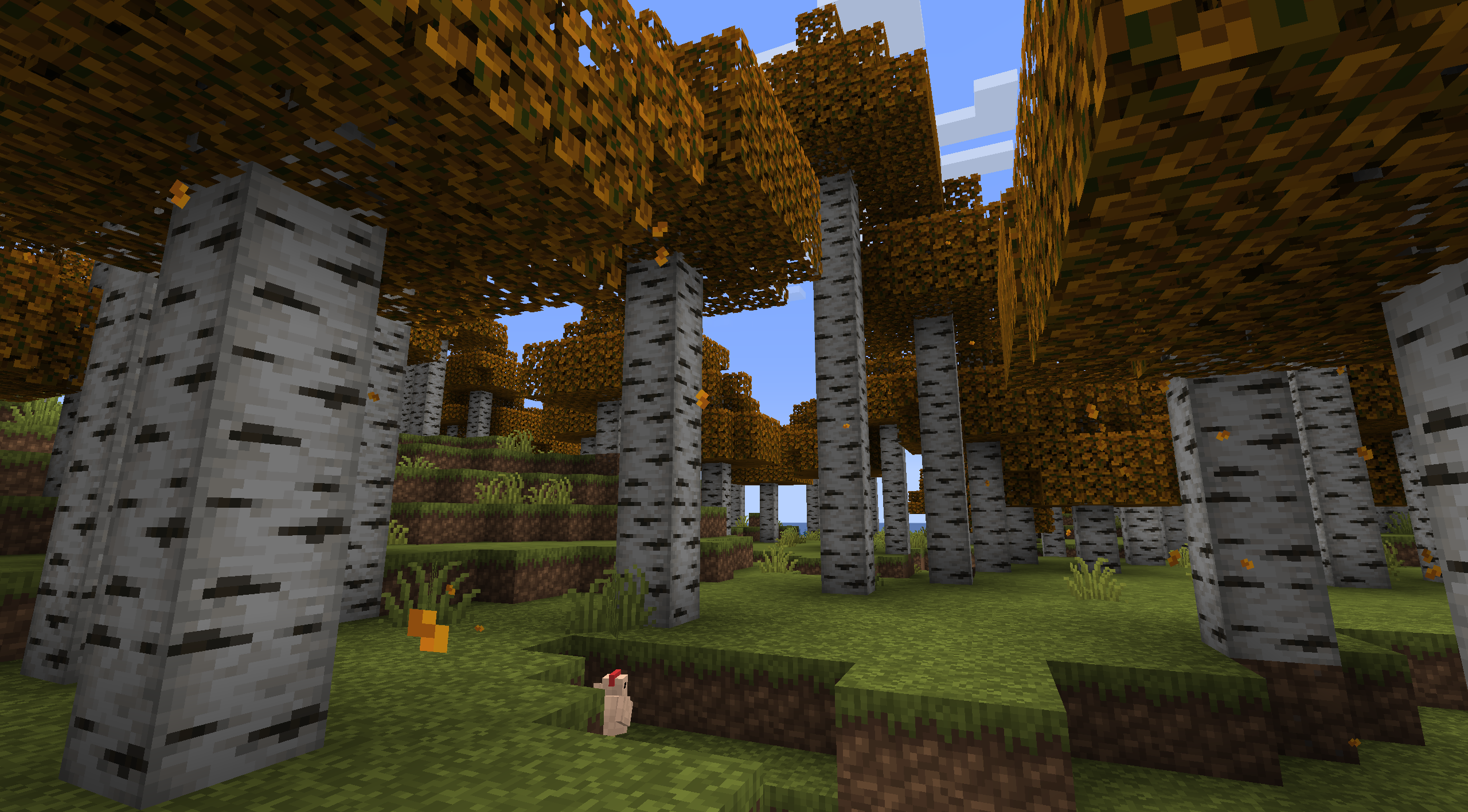 Birch