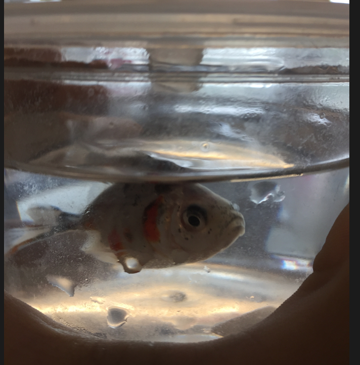 I rescued a Goldfish, what do I do!? Goldfish Forum 189838
