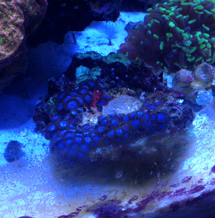 FS tubbs blue zoanthids LOCAL PICKUP REEF2REEF Saltwater and Reef
