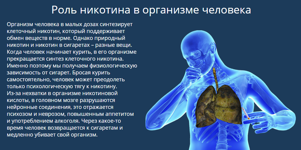 После попадания в организм. Роль никотина в организме человека. Никотин вырабатывается в организме человека. Выработка никотина в организме человека. Организм сам вырабатывает никотин.