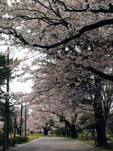 [写真]構内の桜並木