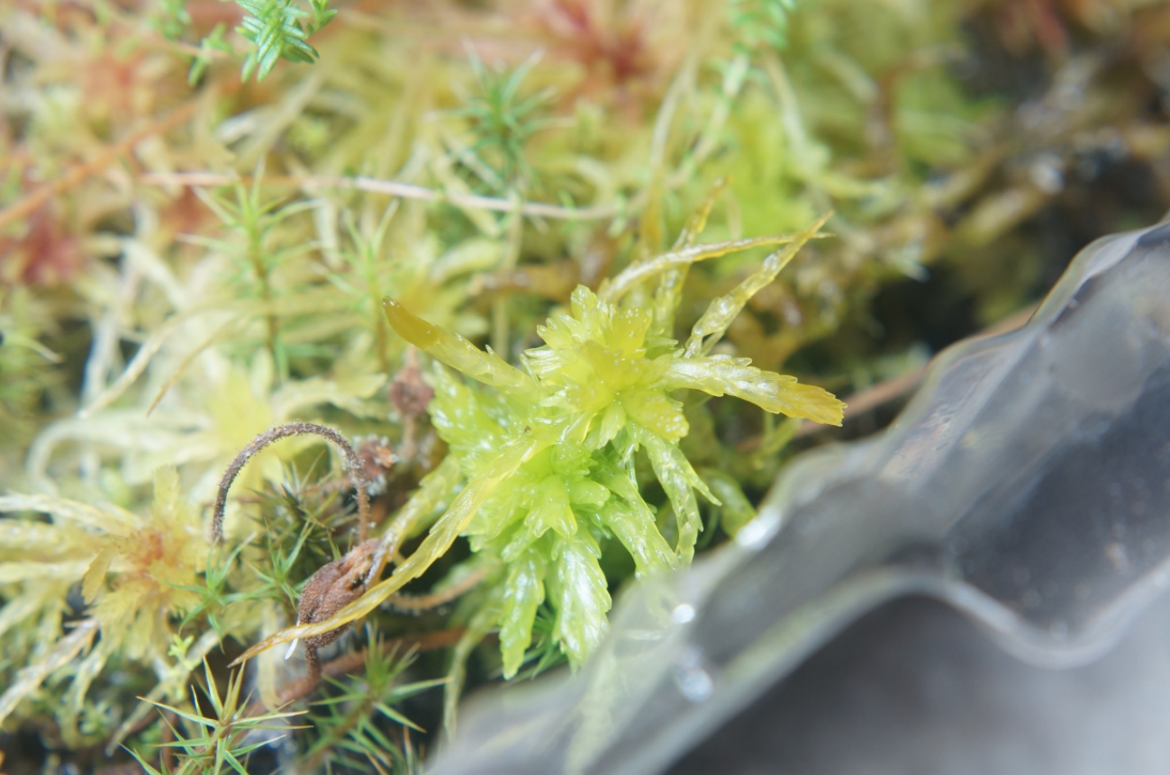 GROWING SPHAGNUM MOSS WITH NEPENTHES CARNIVOROUS PLANT TOP DRESSING 