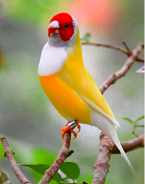 d4cb507bc90d0b88303133a243307765.png