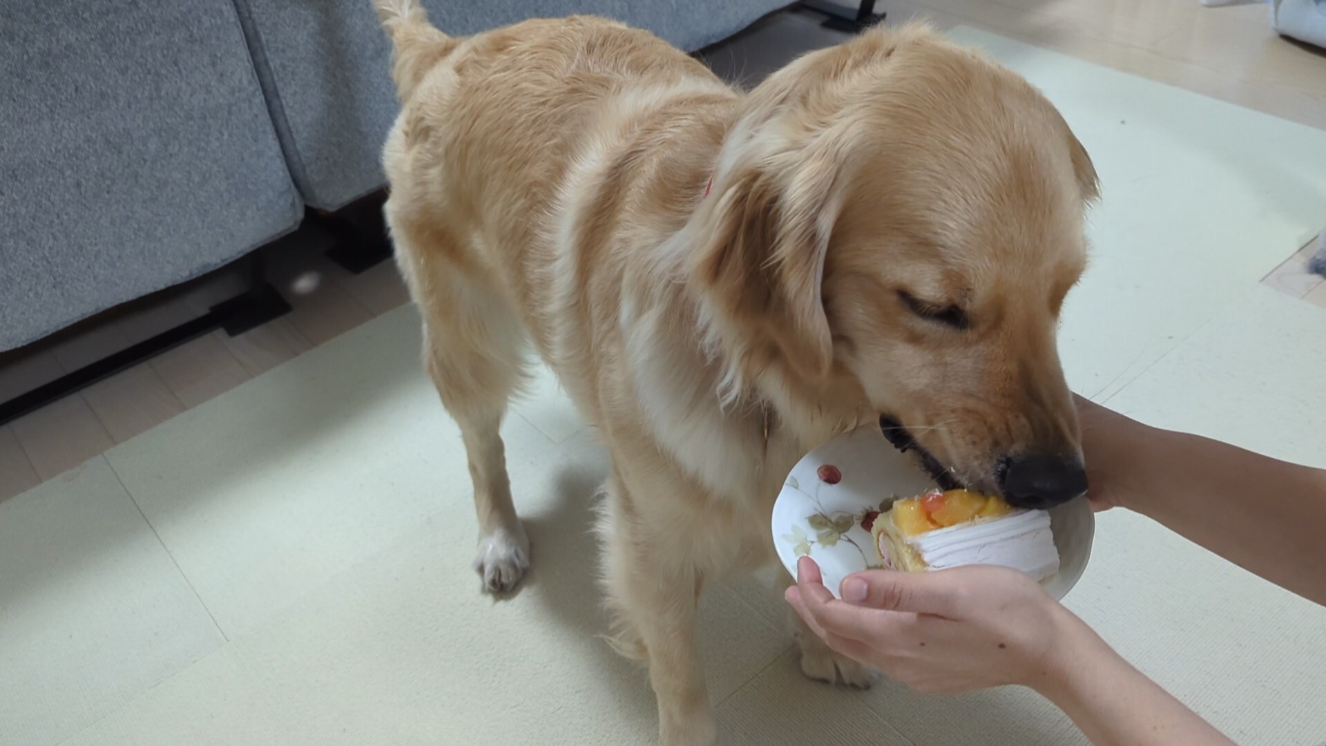 皿に置かれた犬用ケーキを食べているゴールデンレトリーバー。人が食べやすいように皿を持って口に近づけている