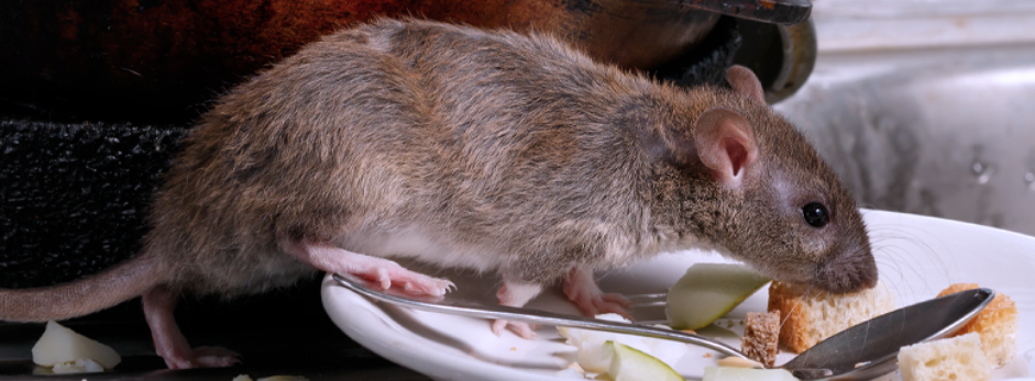 Mäuse in Ihrem Haus? So lässt man sie verschwinden