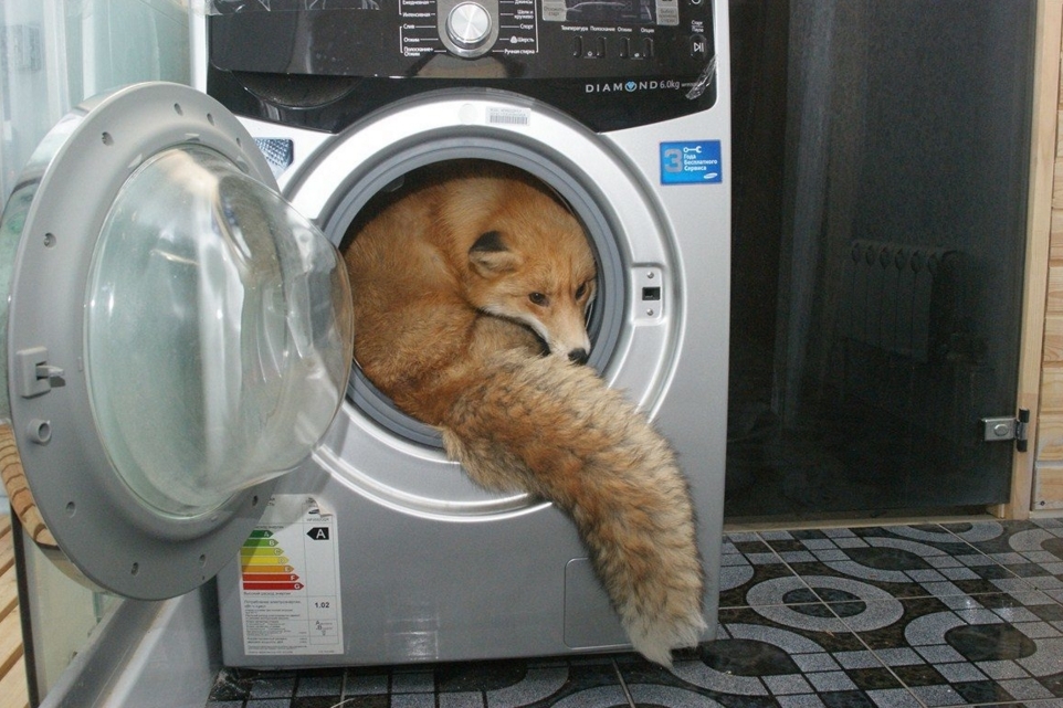 A red fox in a washing machine. : r/pics