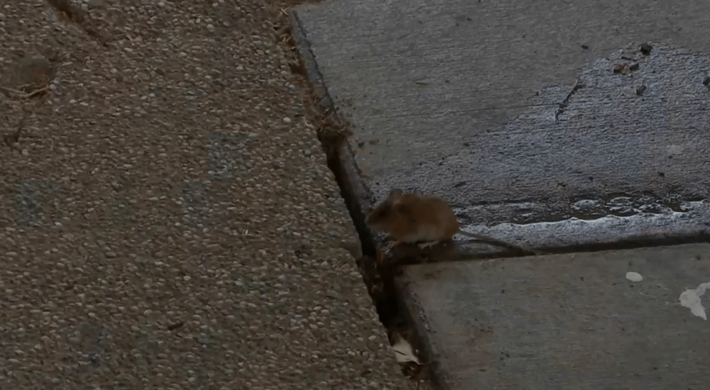 dd5b5274bbdaf08e8af7d3ec3695eeba.gif