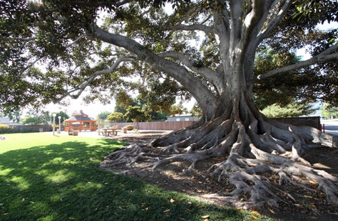 Parque de Yggdrasil. Dd8ca057f9e0db3c47e27640ae36fb46