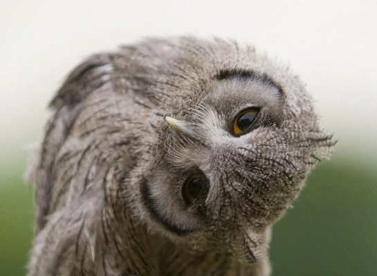 可愛いフクロウ ミミズクの画像大集合 ペットびより