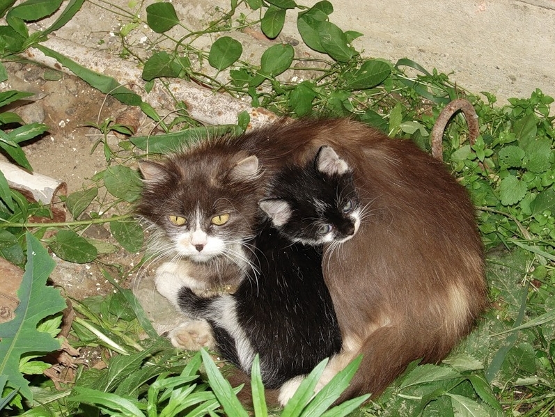 [Image: dfe71ab6498e7c177d0c2ebf501d230b.jpg]