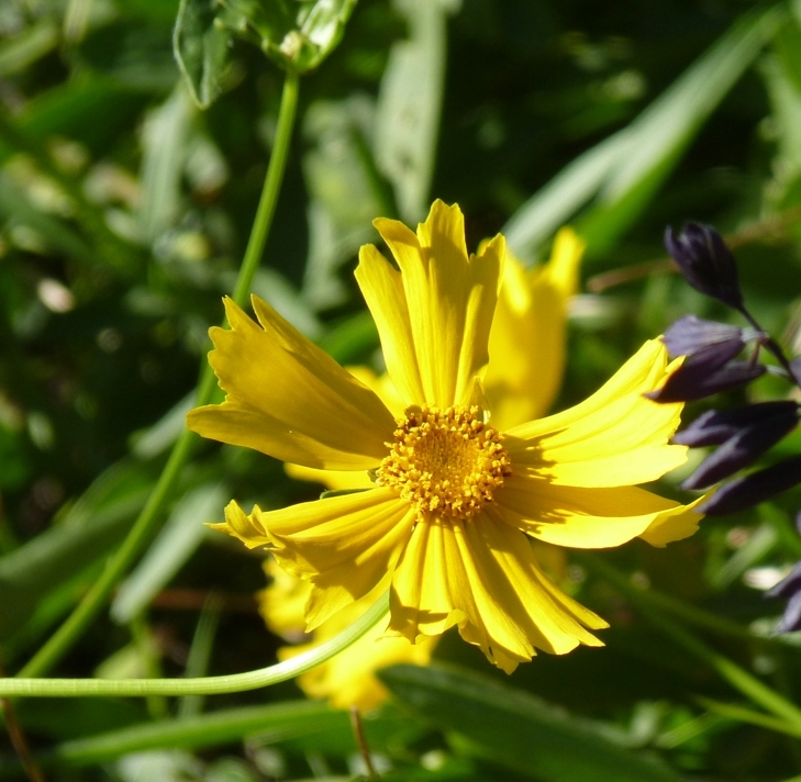 Ragged petalled yellow daisy-like roadside plant that blooms in spring