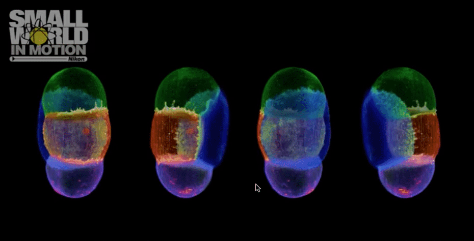 Honourable mention: Dr Liang Gao. ‘The developmental process of an early stage C. elegans embryo with individual cells rendered in different colours’. Video: Nikon Small World in Motion Photomicrography Competition.