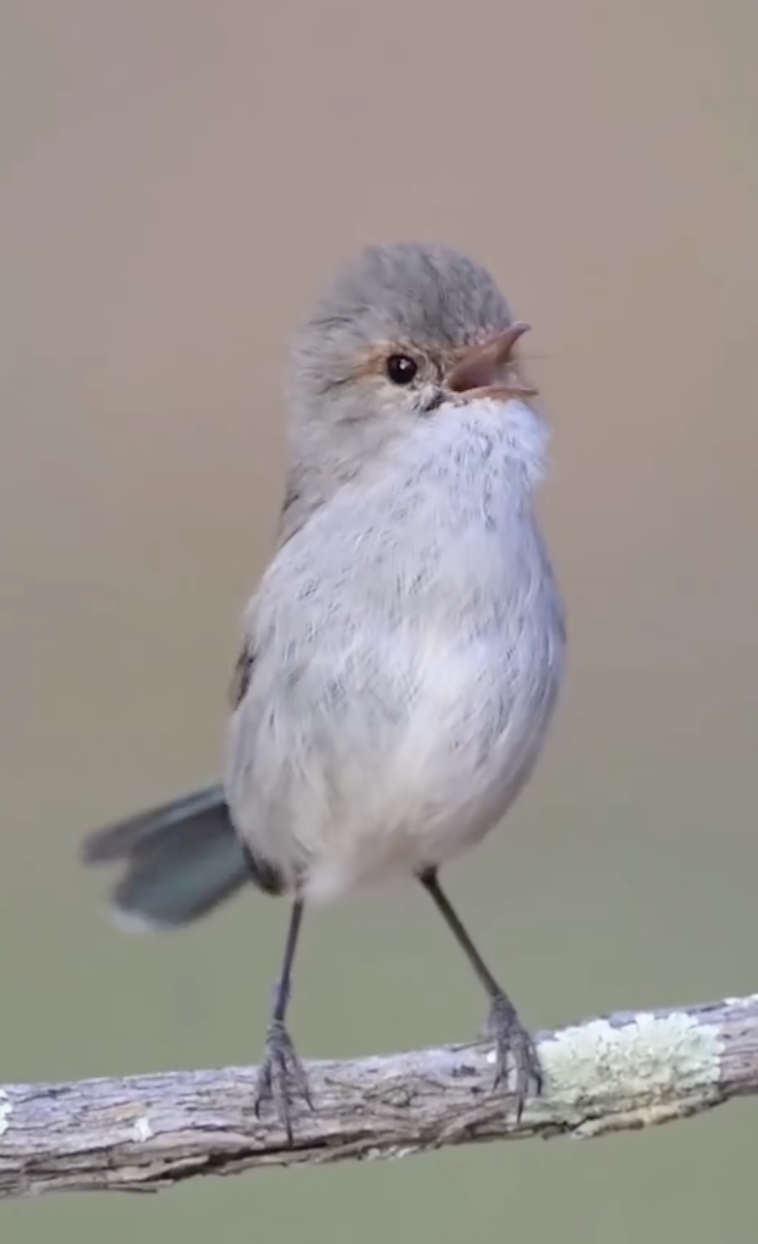 e49e9081b4e354e8dce0de3bf076ab8d.png