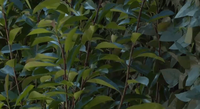 e4e276ff2809b5b898e20d5f6cac7b7c.gif
