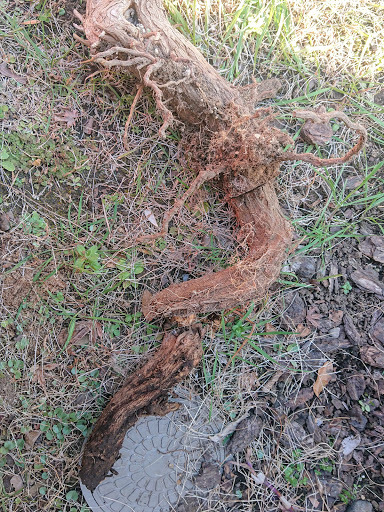 [写真]鉢から脱出した根
