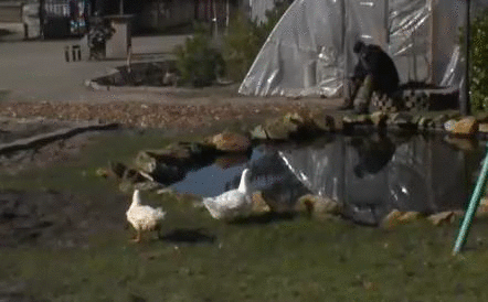e73b3607b588e3e7331ad875f60e4dcb.gif