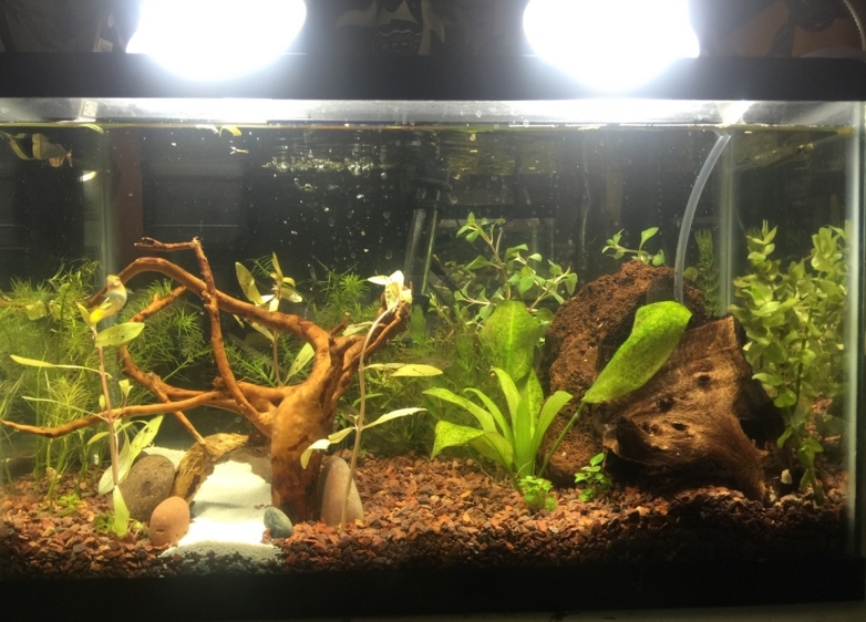 guppy and shrimp tank