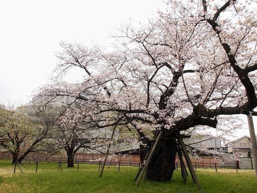 [写真]百年桜は今年も元気