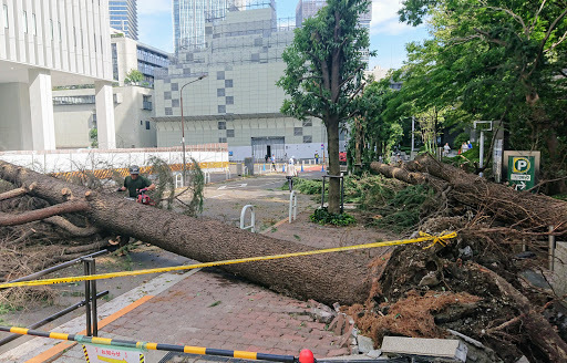 [写真]ホテルオークラの隣の敷地で大木が倒れていた