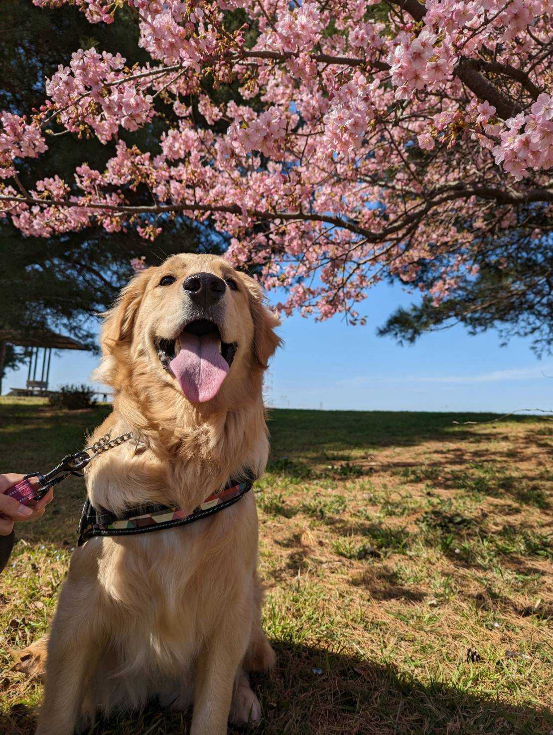 桜の花が咲いた木の下にゴールデンレトリーバーが舌を出して座っている