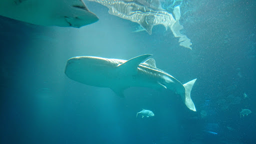[写真]ジンベイザメ(さほど大きくはない)