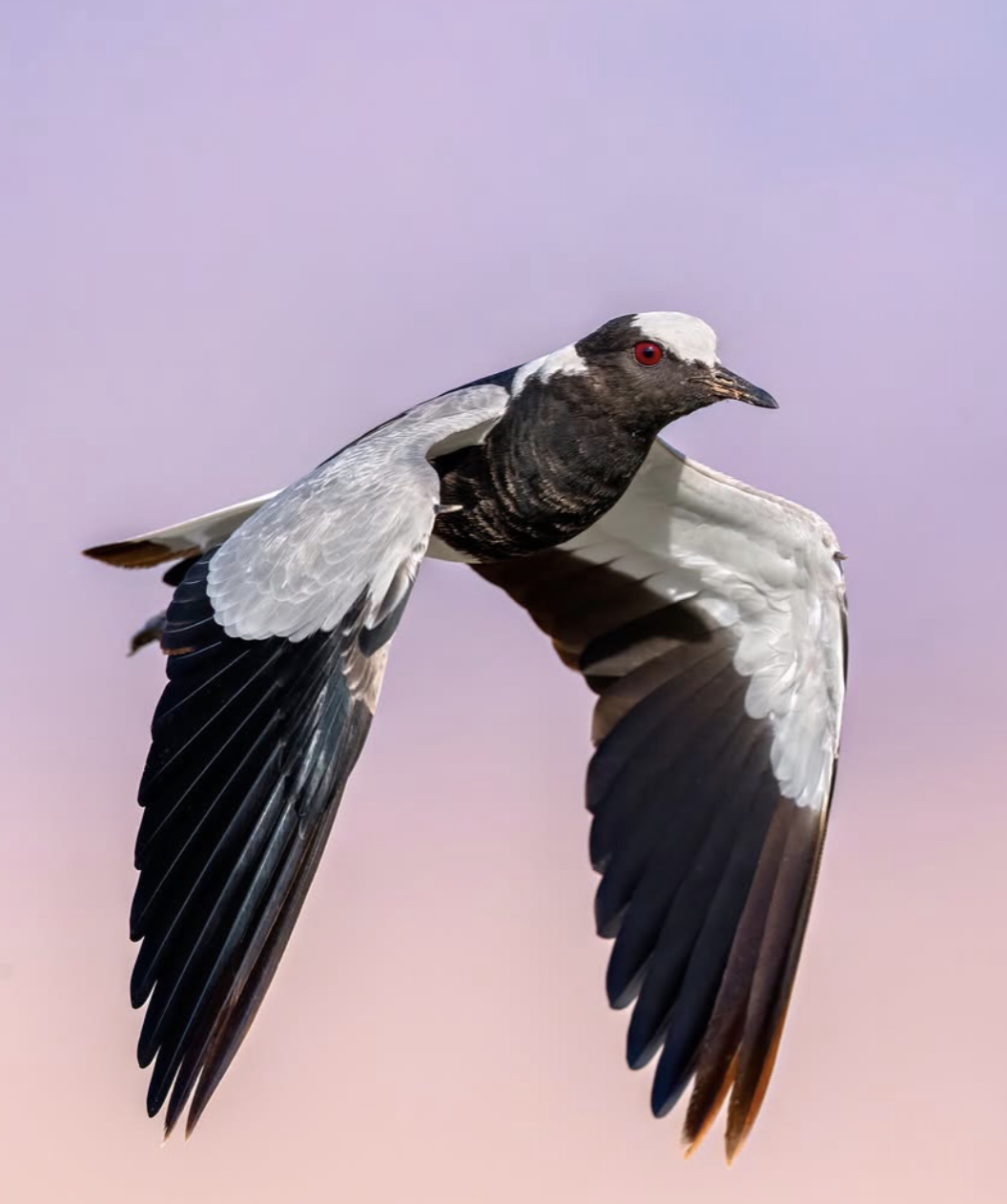 ece6561b094a79280ba4e85f718ddace.png