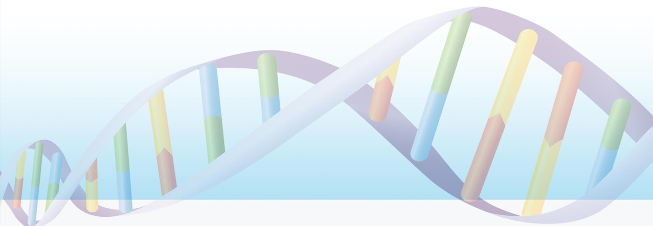 Google My Business Optimization