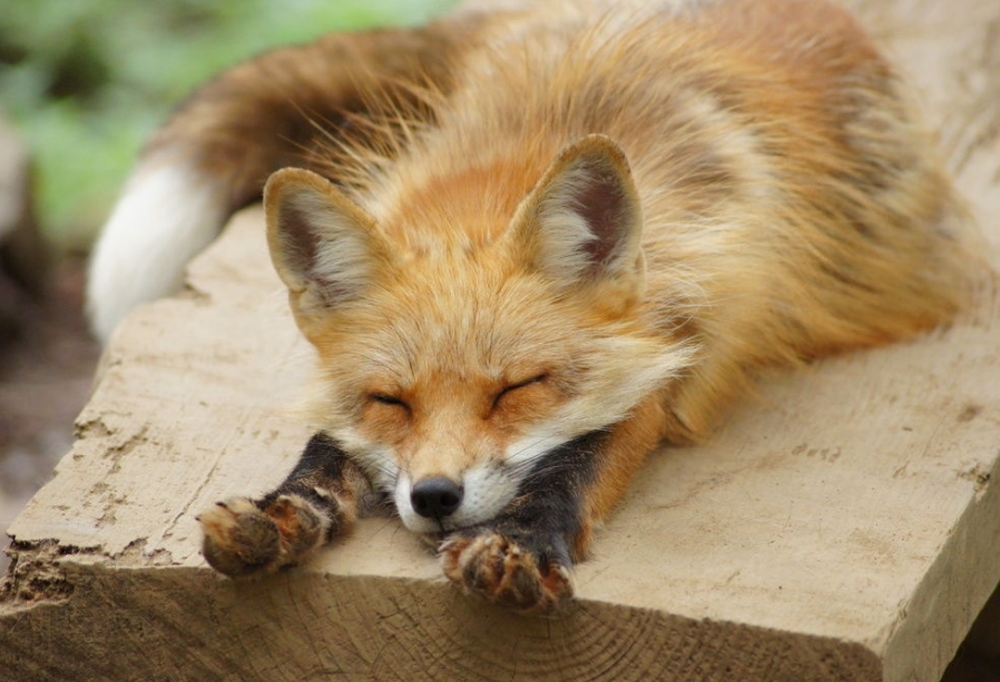犬みたいな猫みたいなかわいい動物 キツネを紹介 ペットびより