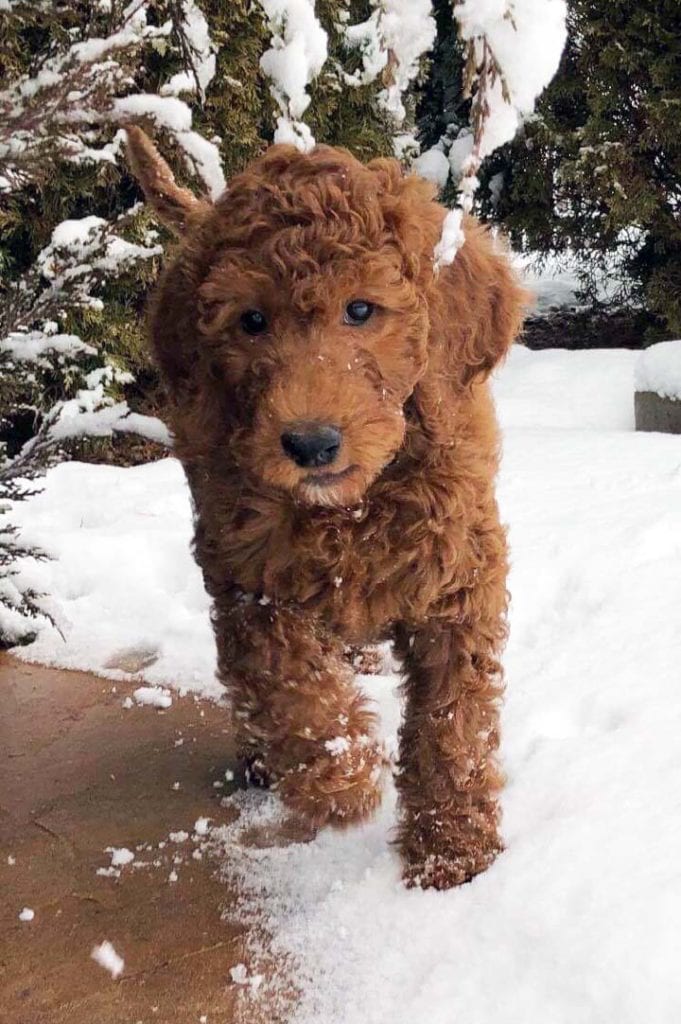 Why You Should Adopt Irish Doodle Puppies | Realize that ...