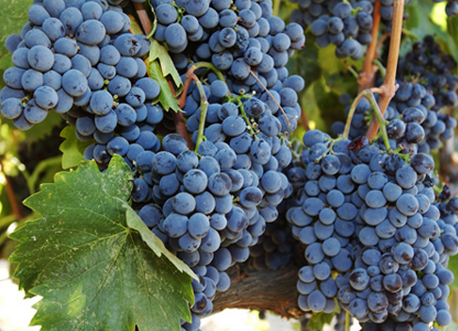 hvino news georgian wine news september 2015