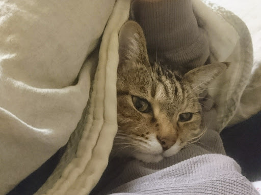 [写真]寝込んでいるとベッドにはいってきて添い寝してくれる猫