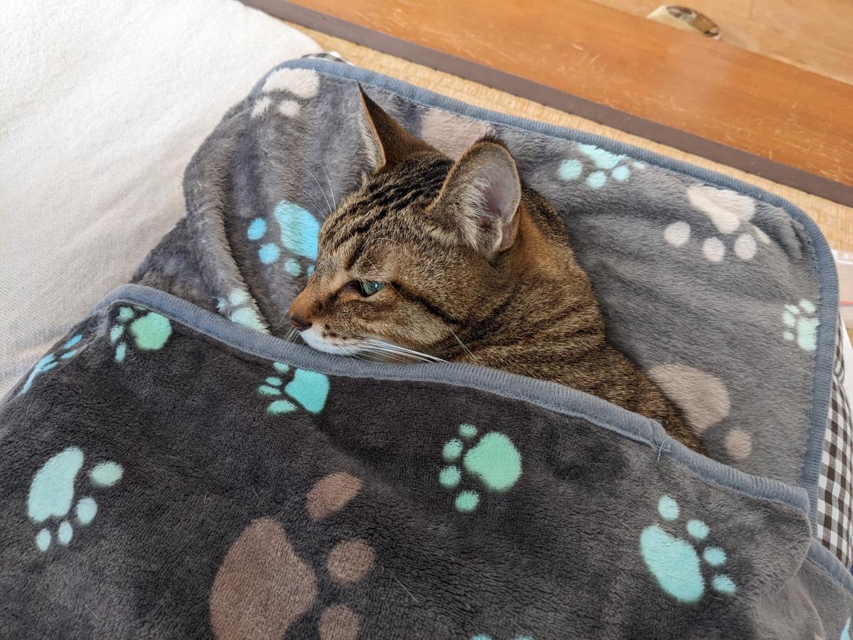 [写真]猫柄の布団で寝るグスタフ