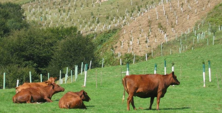 El 7% de los estadounidenses cree que la leche con chocolate viene de vacas marrones