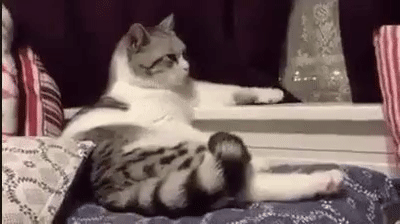 fac956cd768bd52dbfb069c21604d733.gif
